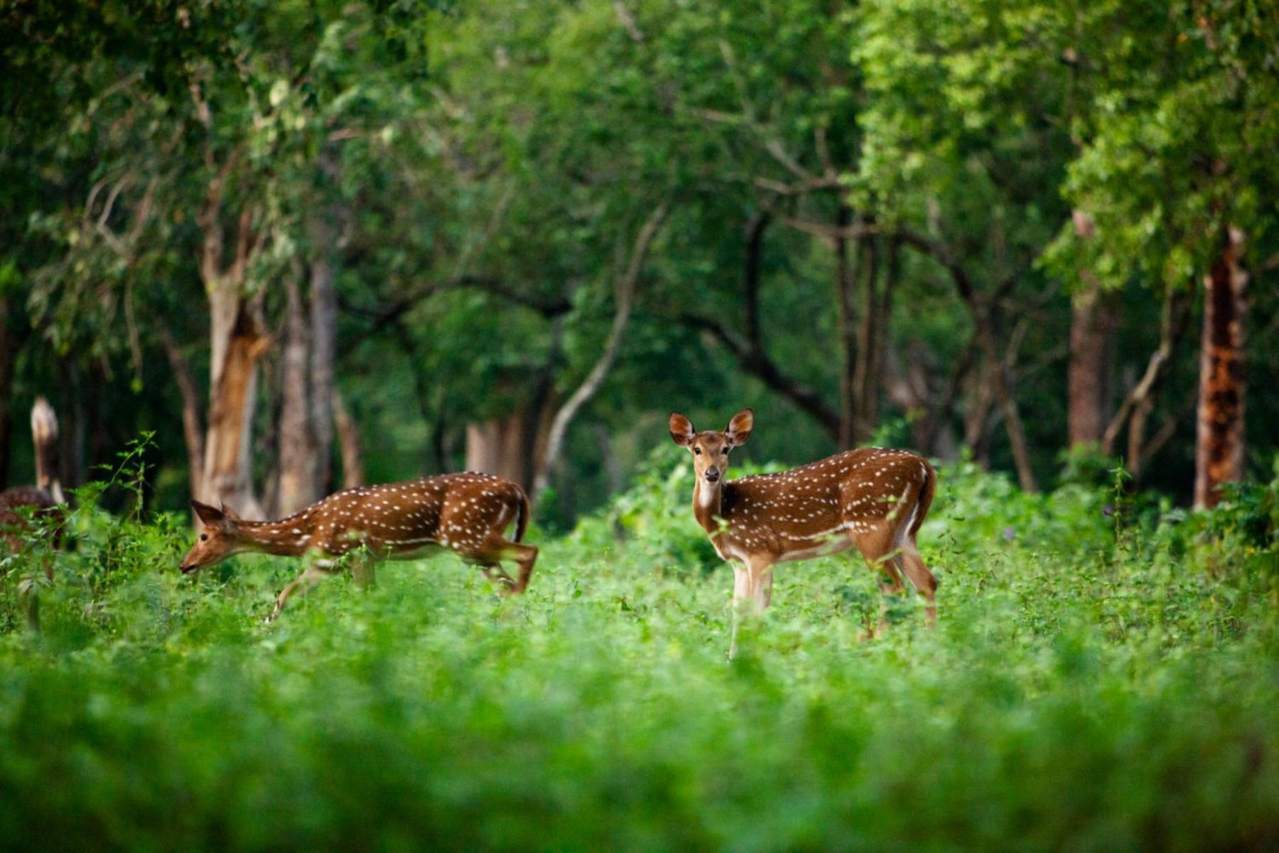 Nature Tones By Brdge Hospitality Maraiyur Экстерьер фото